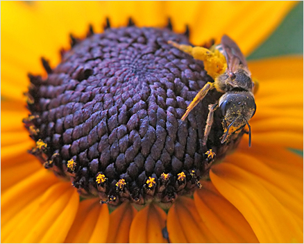 Bee on Black-eyed Susan