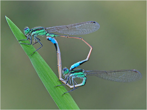 Damselflies Mating