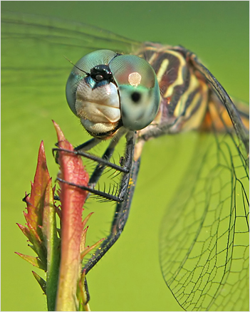 Female Blue Dasher Dragonfly on Rose Leaves