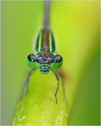Rambur's Forktail Damselfly
