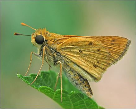 Skipper Butterfly